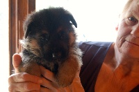 CHIOT mâle